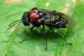 Attēlu rezultāti vaicājumam “Eriocampa ovata”