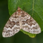 Attēlu rezultāti vaicājumam “Electrophaes corylata”