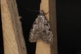 Attēlu rezultāti vaicājumam “Nola confusalis”