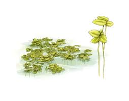 Attēlu rezultāti vaicājumam “Lemna minor”