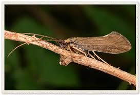 Attēlu rezultāti vaicājumam “Trichoptera egg mass”