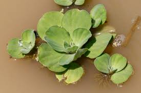 Attēlu rezultāti vaicājumam “Pistia stratiotes”