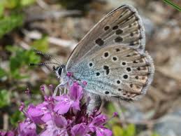 Attēlu rezultāti vaicājumam “Phengaris arion upperside”