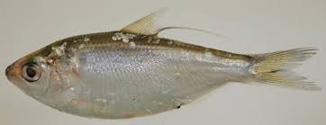 Image result for Dorosoma cepedianum