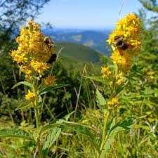 Image result for Solidago virgaurea