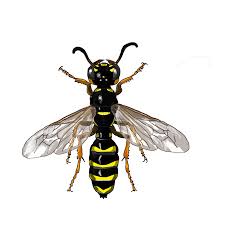 Attēlu rezultāti vaicājumam “Cerceris arenaria”