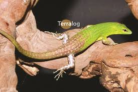 Risultati immagini per dasia smaragdina