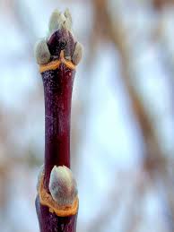 Attēlu rezultāti vaicājumam “Acer negundo bud”