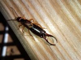 Attēlu rezultāti vaicājumam “Forficula auricularia male”