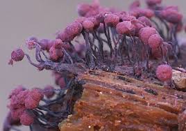 Attēlu rezultāti vaicājumam “Cribraria purpurea macro”