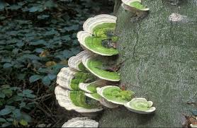 Attēlu rezultāti vaicājumam “Trametes gibbosa”