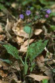 Attēlu rezultāti vaicājumam “Pulmonaria officinalis”