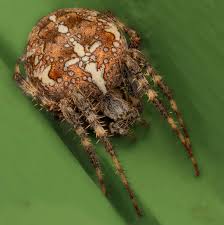 Attēlu rezultāti vaicājumam “Araneus diadematus juvenile”