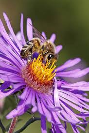 Attēlu rezultāti vaicājumam “Symphyotrichum novae-angliae flower”