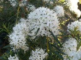 Attēlu rezultāti vaicājumam “Ledum palustre”