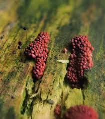 Attēlu rezultāti vaicājumam “Heterotrichia oerstedii (syn. Arcyria oerstedii) spores”