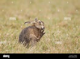 Attēlu rezultāti vaicājumam “Lepus europaeus adult”