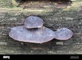 Attēlu rezultāti vaicājumam “Fomitopsis rosea”