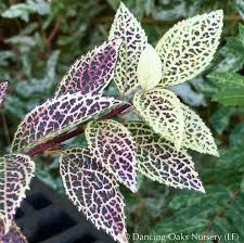 Attēlu rezultāti vaicājumam “Forsythia viridissima”