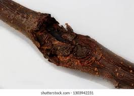 Attēlu rezultāti vaicājumam “Nectria sp., Neonectria sp.”