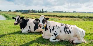 Image result for ganado bovino