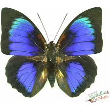 Attēlu rezultāti vaicājumam “Boloria eunomia underside”