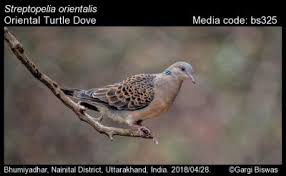 Image result for Streptopelia orientalis