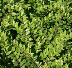 Attēlu rezultāti vaicājumam “Lonicera”