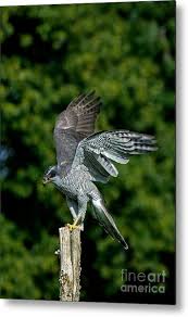 Attēlu rezultāti vaicājumam “Accipiter gentilis”
