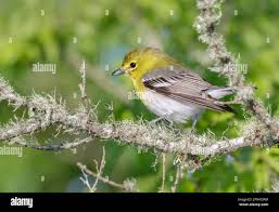 Image result for Vireo flavifrons