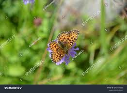 Attēlu rezultāti vaicājumam “Boloria titania”