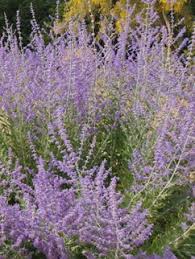 Image result for Salvie