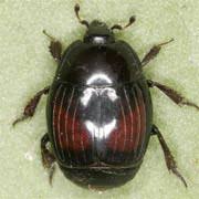 Attēlu rezultāti vaicājumam “Hypocaccus rugiceps”