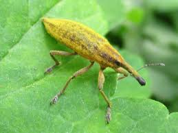 Attēlu rezultāti vaicājumam “Cleonis pigra”