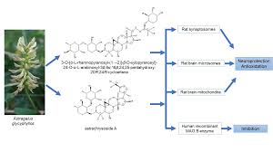 Attēlu rezultāti vaicājumam “Astragalus glycyphyllos fruit”