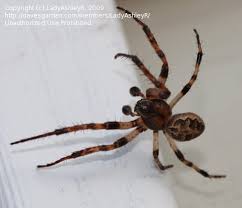 Attēlu rezultāti vaicājumam “Larinioides cornutus male”