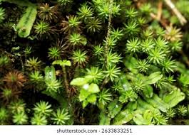 Attēlu rezultāti vaicājumam “Polytrichum juniperinum”