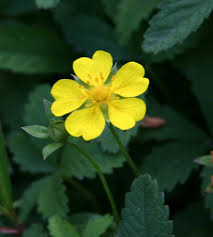 Attēlu rezultāti vaicājumam “Potentilla reptans bud”