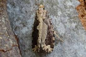 Attēlu rezultāti vaicājumam “Scardia boletella”