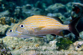 Image result for Haemulon carbonarium