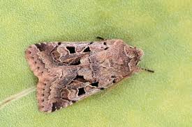 Attēlu rezultāti vaicājumam “Orthosia gothica”