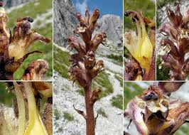 Attēlu rezultāti vaicājumam “Orobanche reticulata”