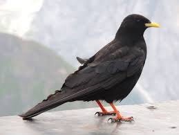 Image result for Pyrrhocorax pyrrhocorax
