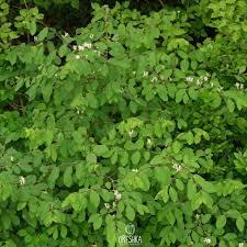 Attēlu rezultāti vaicājumam “Lonicera xylosteum leaf”