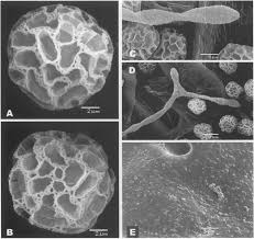 Attēlu rezultāti vaicājumam “Oligonema sp.”