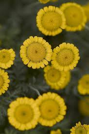 Image result for Anthemis tinctoria