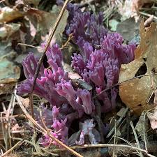 Attēlu rezultāti vaicājumam “Clavulina amethystina”