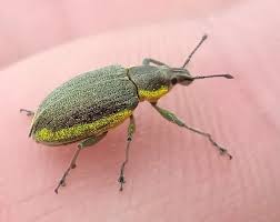 Attēlu rezultāti vaicājumam “Chlorophanus viridis”