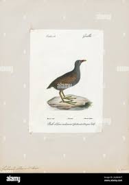 Attēlu rezultāti vaicājumam “Gallinula chloropus”