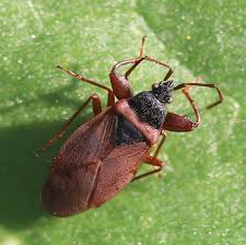 Attēlu rezultāti vaicājumam “Gastrodes grossipes”